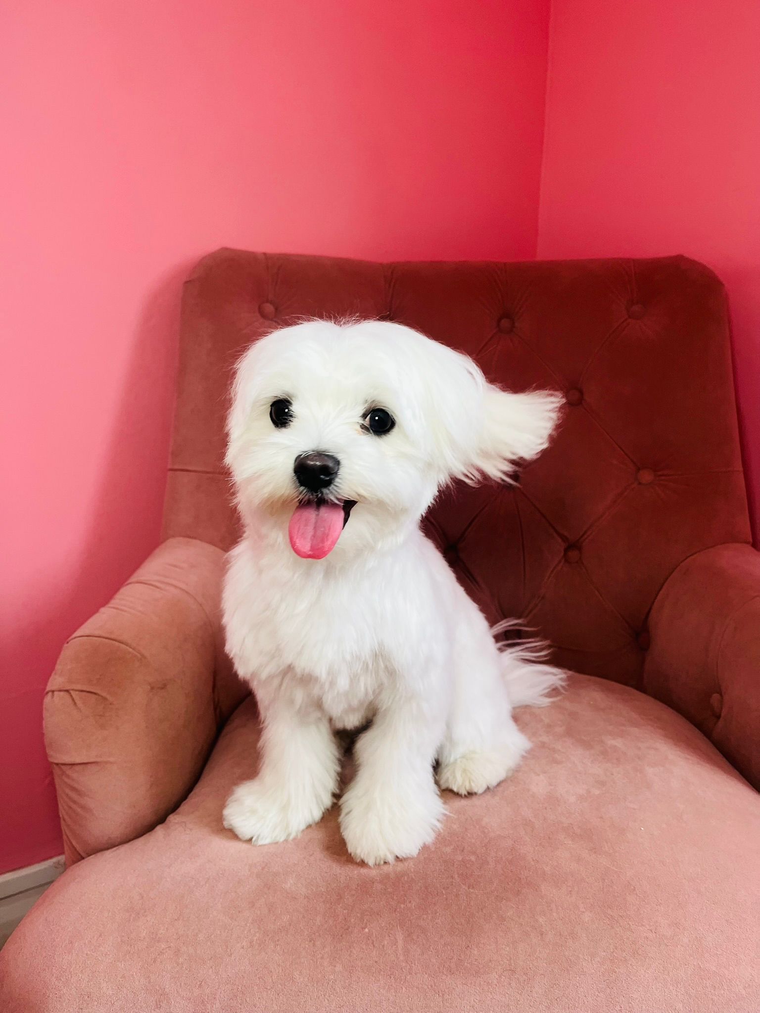 Recent groom at Sam's Scrub Club, Liverpool